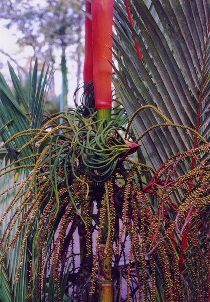 Цветение пальмы